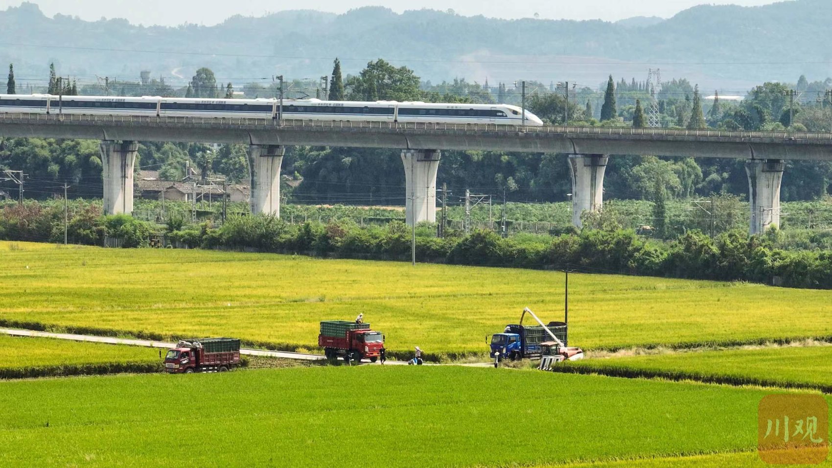 二十大時光丨眉山市永豐村種糧大戶：有信心種好糧食,，端牢中國飯碗 第 3 張