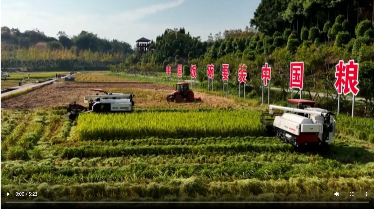 【我在鄉(xiāng)村看見中國(guó)】四川大竹：遍地稻花香 一“糯”千金來 第 1 張