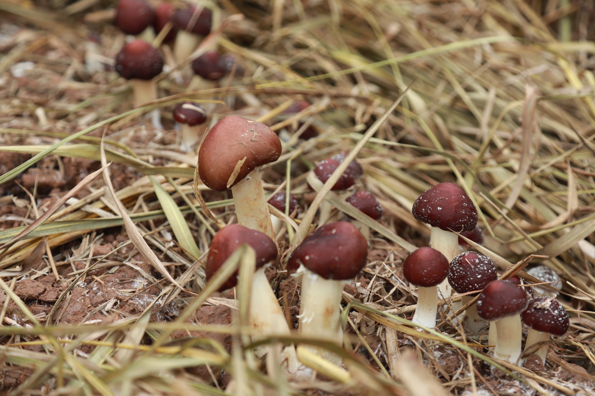 合江縣甘雨鎮(zhèn)：夫妻返鄉(xiāng)種蘑菇，擴寬村民致富路 第 5 張