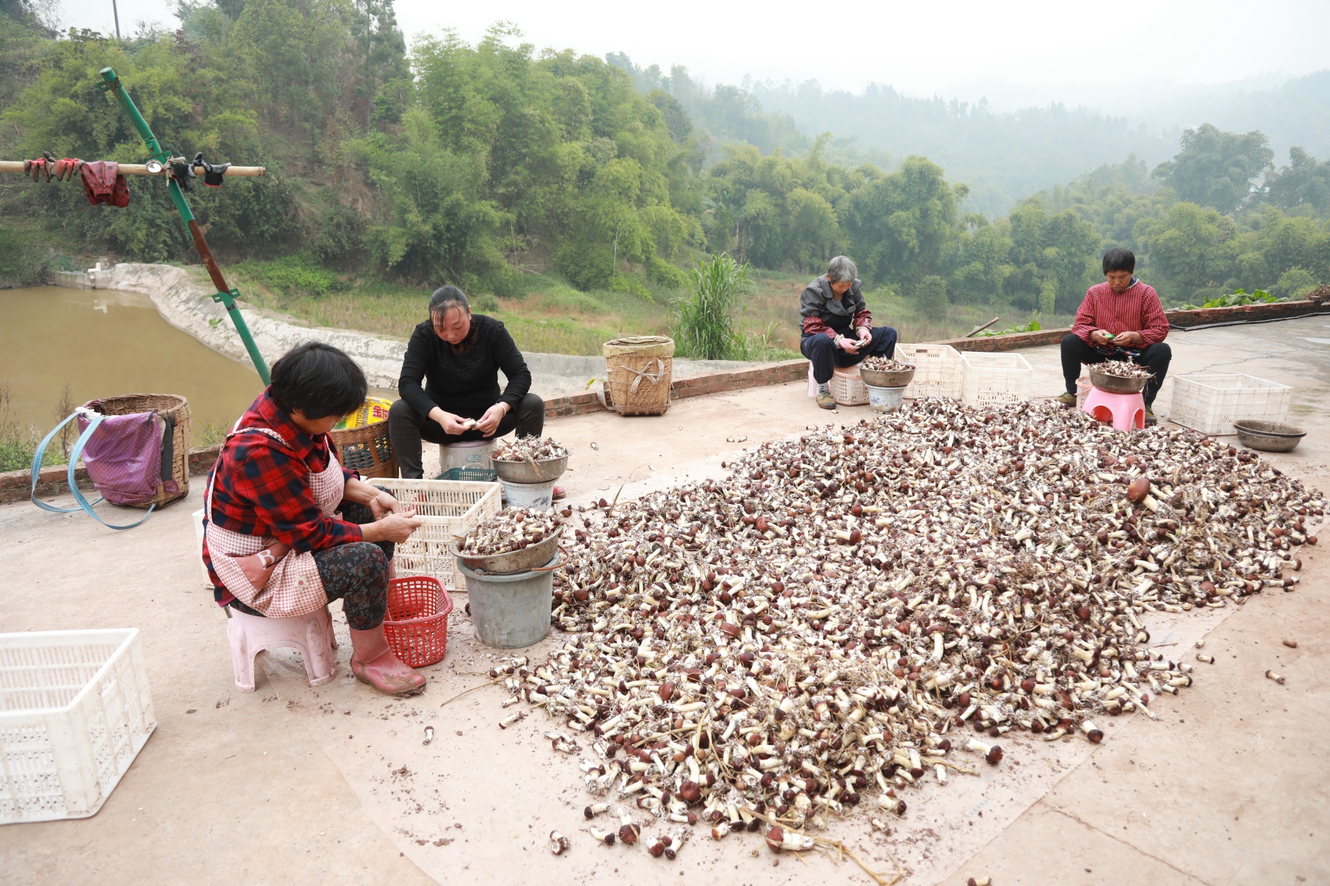 合江縣甘雨鎮(zhèn)：夫妻返鄉(xiāng)種蘑菇,，擴寬村民致富路 第 7 張