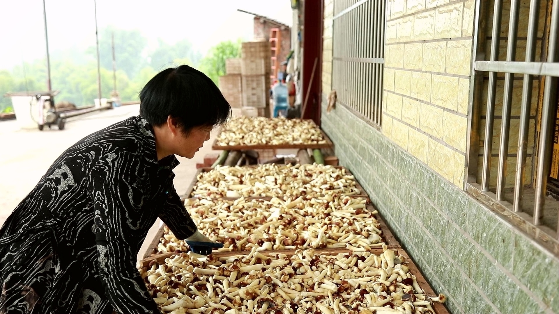 合江縣甘雨鎮(zhèn)：夫妻返鄉(xiāng)種蘑菇,，擴寬村民致富路 第 8 張