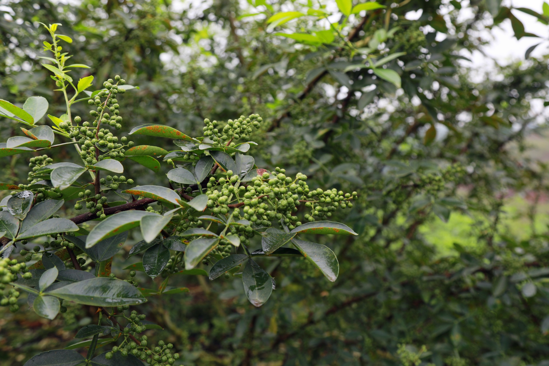 合江縣白沙鎮(zhèn)：萬(wàn)畝花椒迎豐收,，村民“麻”上致富 第 10 張