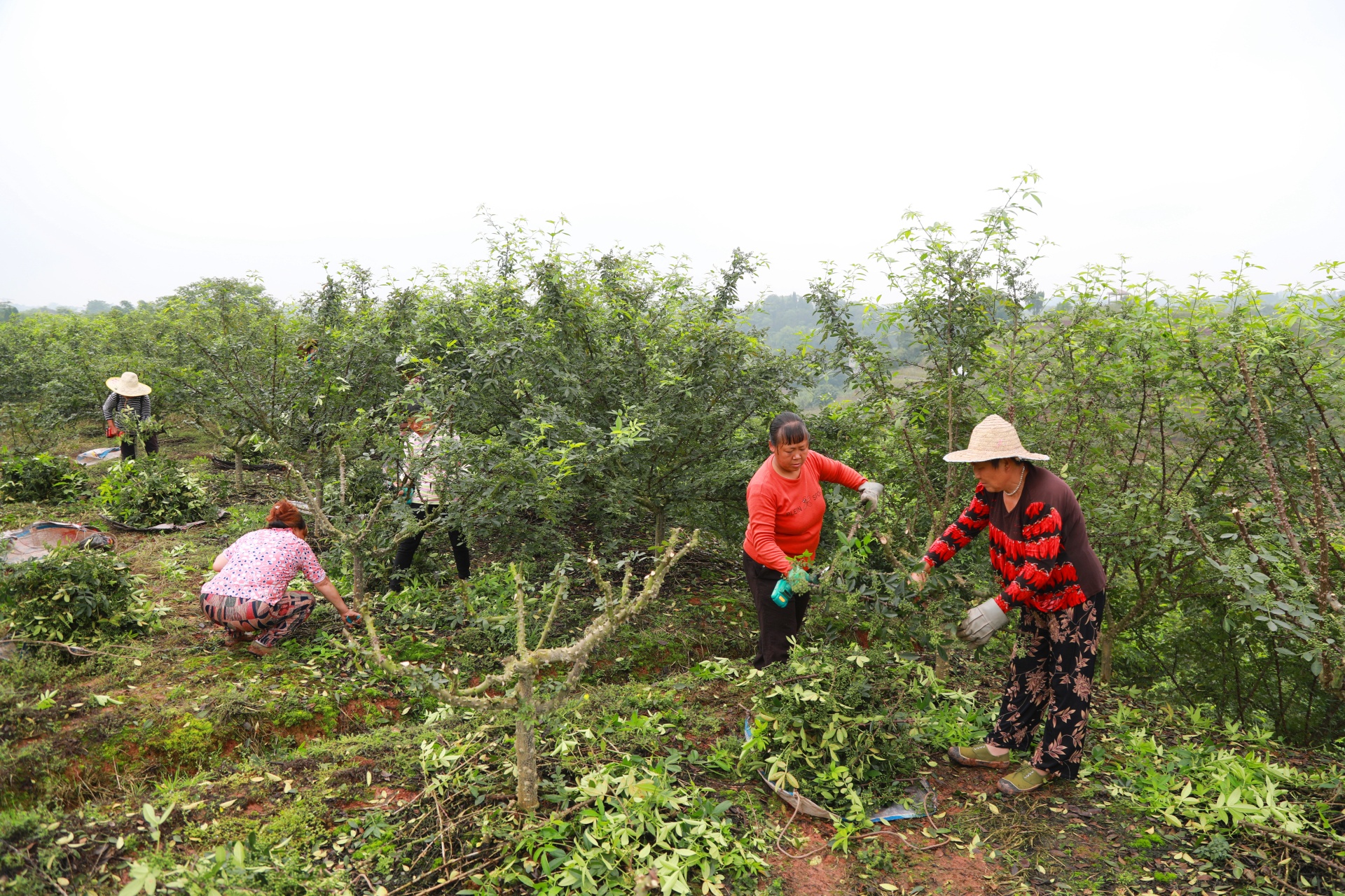 合江縣白沙鎮(zhèn)：萬(wàn)畝花椒迎豐收，村民“麻”上致富 第 1 張