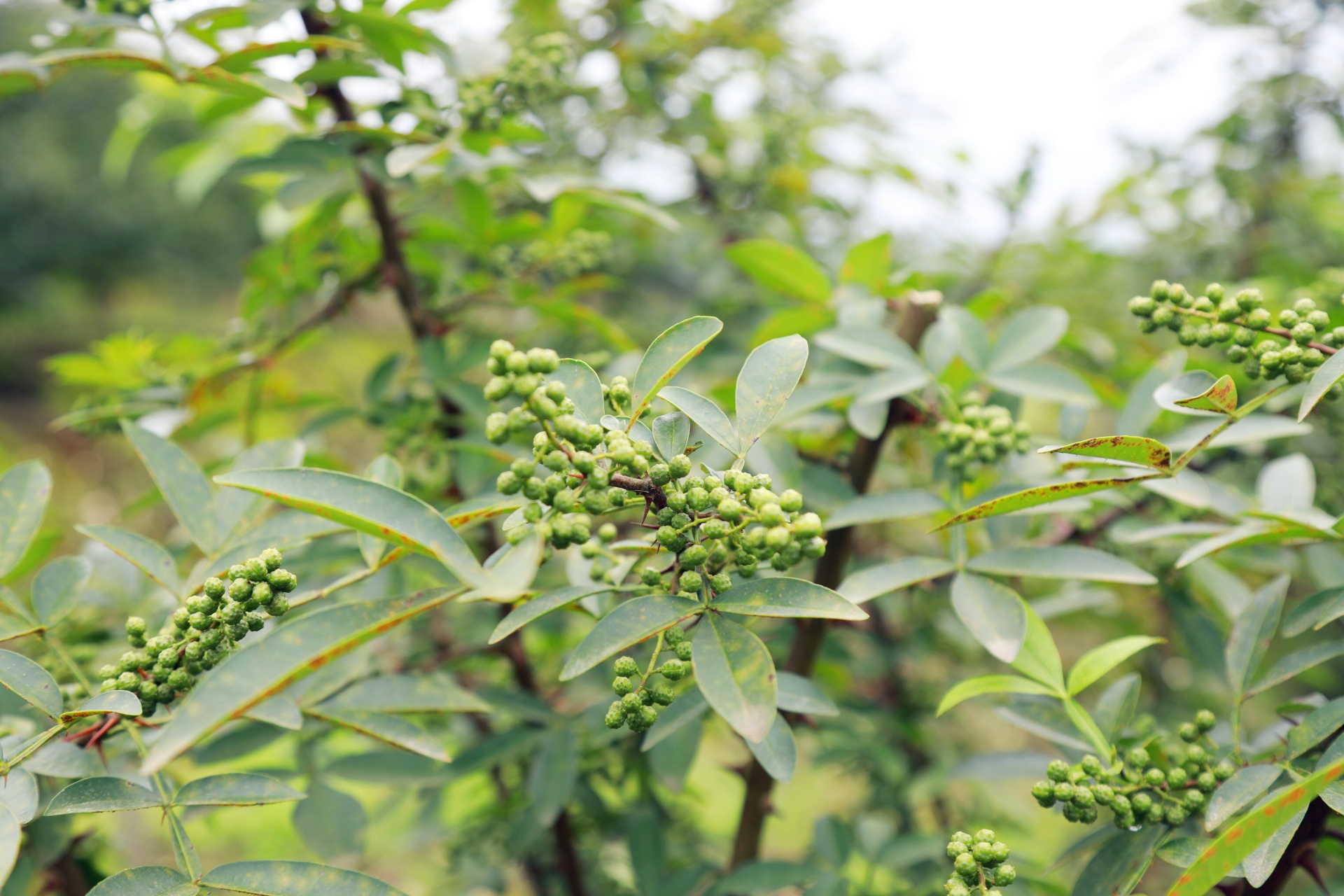 合江縣白沙鎮(zhèn)：萬(wàn)畝花椒迎豐收,，村民“麻”上致富 第 2 張