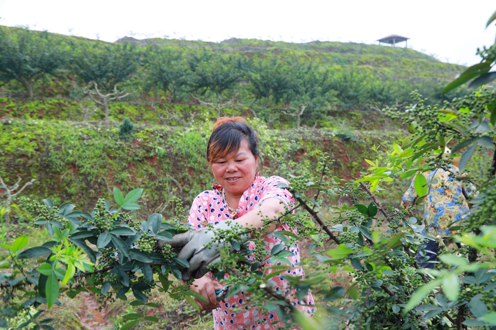 合江縣白沙鎮(zhèn)：萬(wàn)畝花椒迎豐收,，村民“麻”上致富 第 3 張