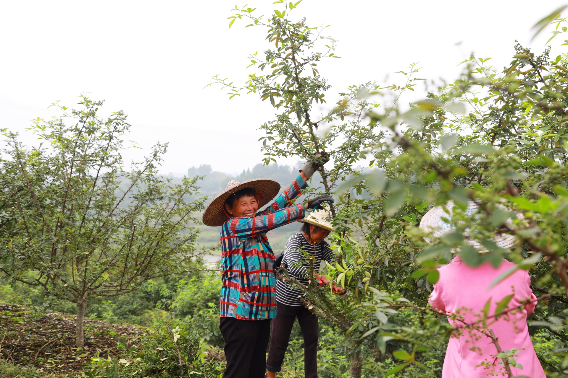 合江縣白沙鎮(zhèn)：萬(wàn)畝花椒迎豐收，村民“麻”上致富 第 4 張