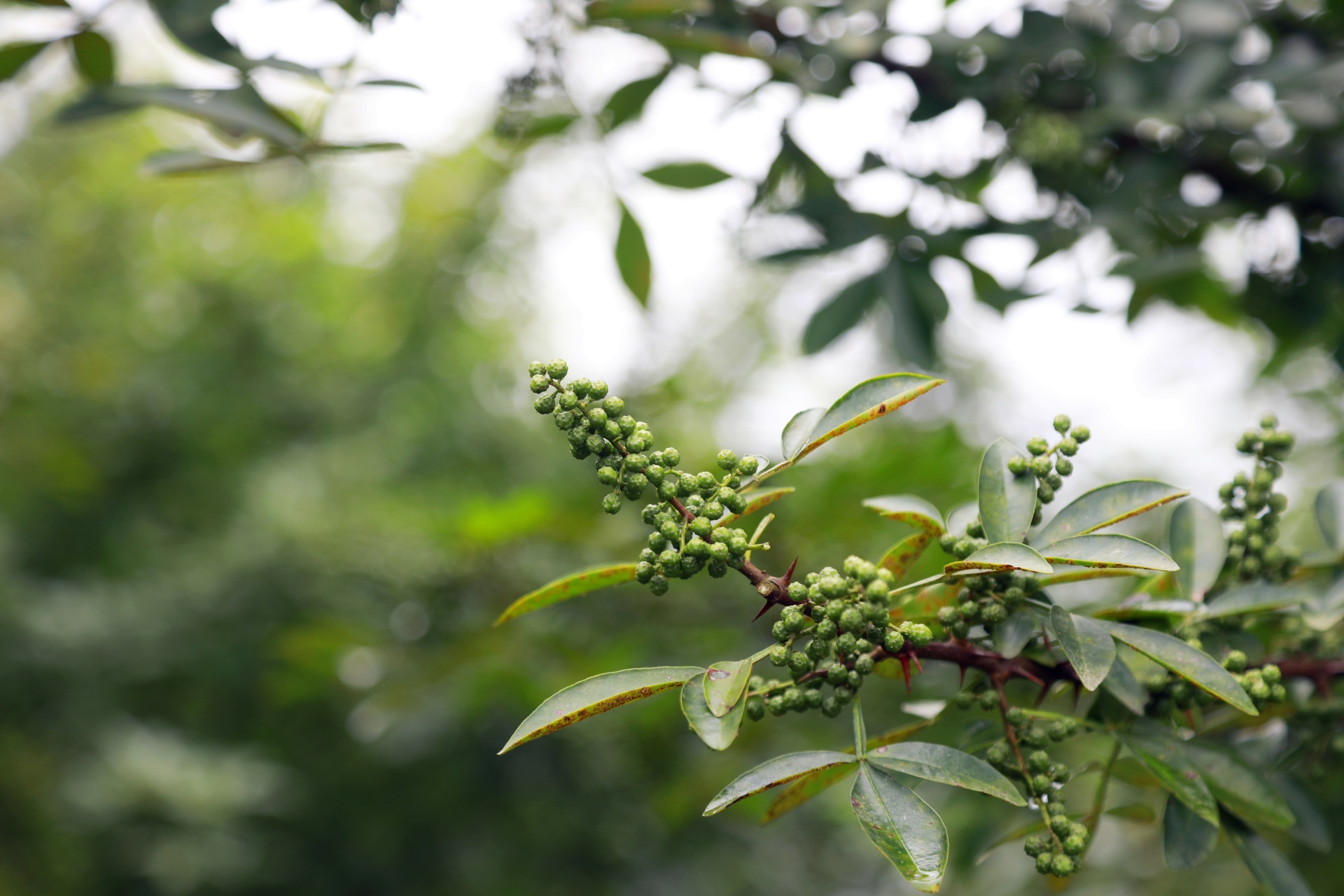 合江縣白沙鎮(zhèn)：萬(wàn)畝花椒迎豐收,，村民“麻”上致富 第 7 張