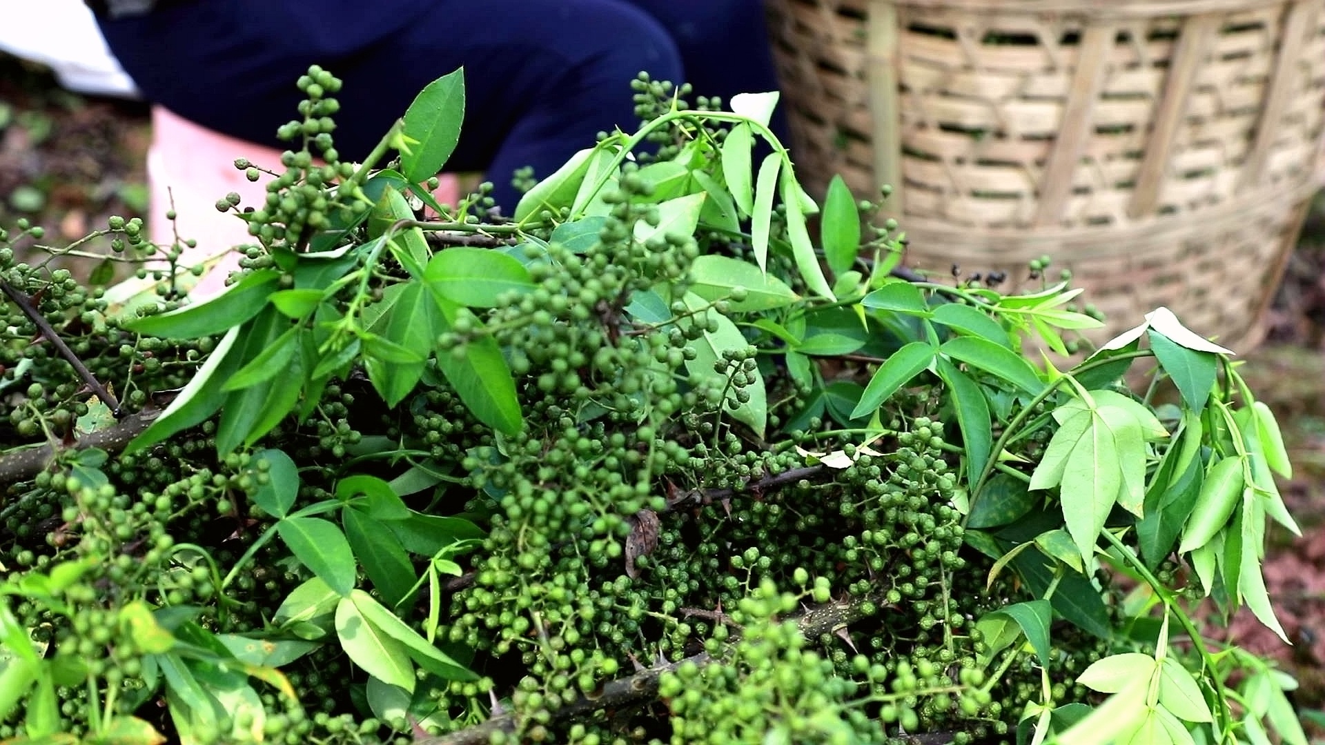 合江縣：又到一年花椒季，農(nóng)民致富笑開顏 第 12 張