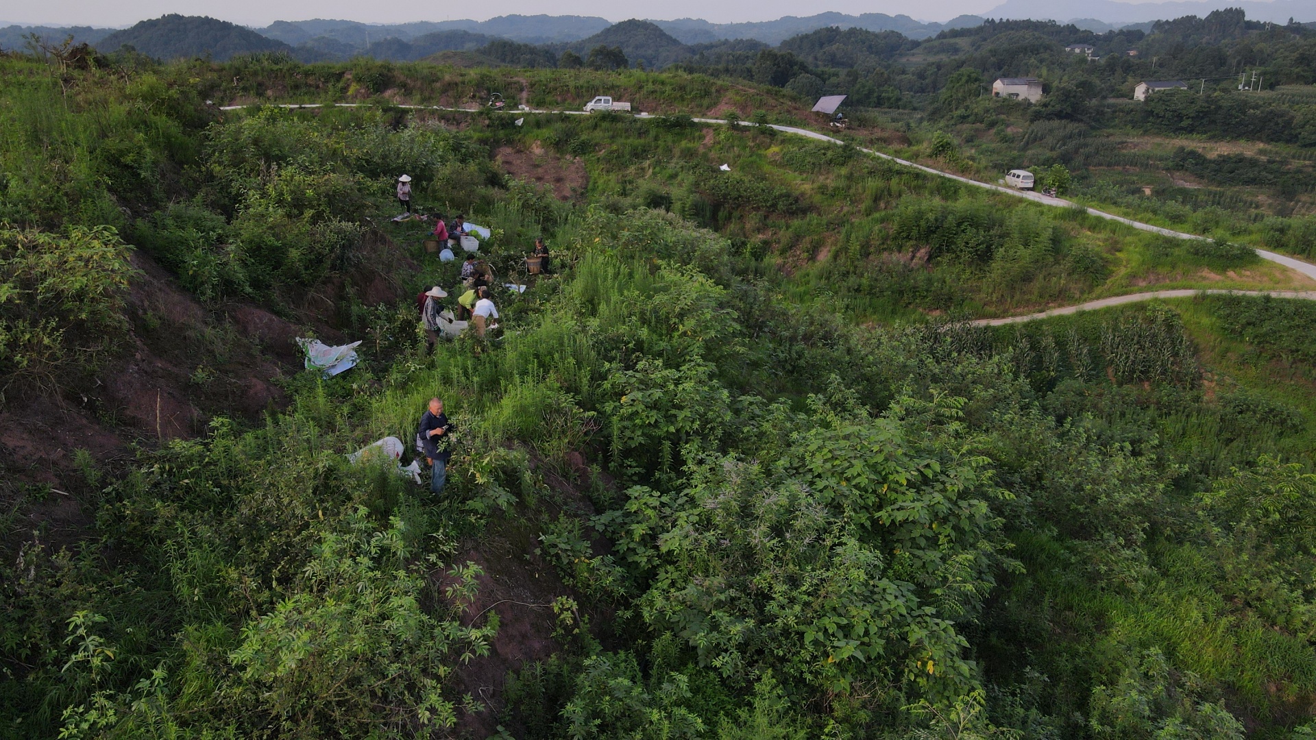 合江縣：又到一年花椒季,，農(nóng)民致富笑開顏 第 3 張