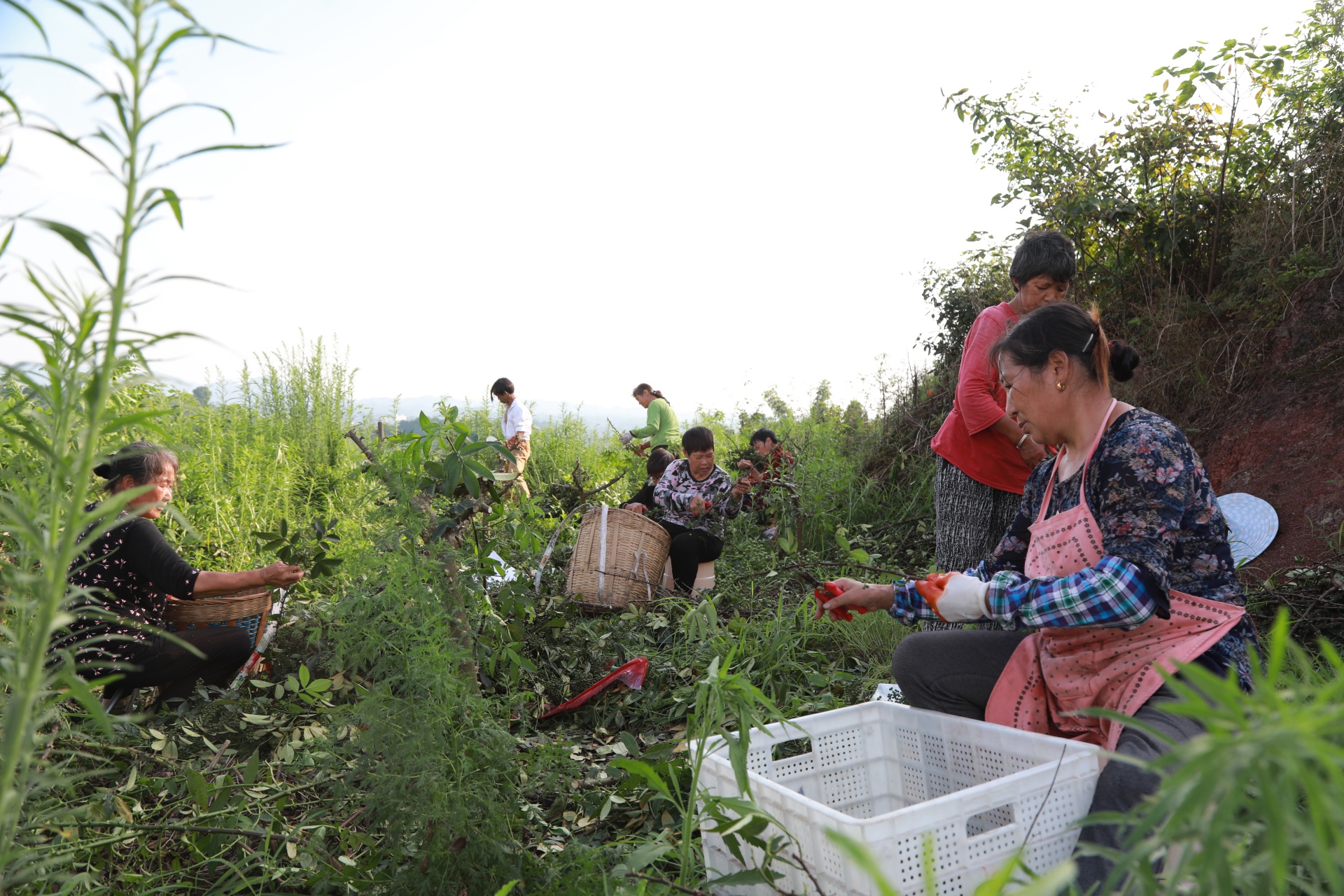 合江縣：又到一年花椒季,，農(nóng)民致富笑開顏 第 4 張