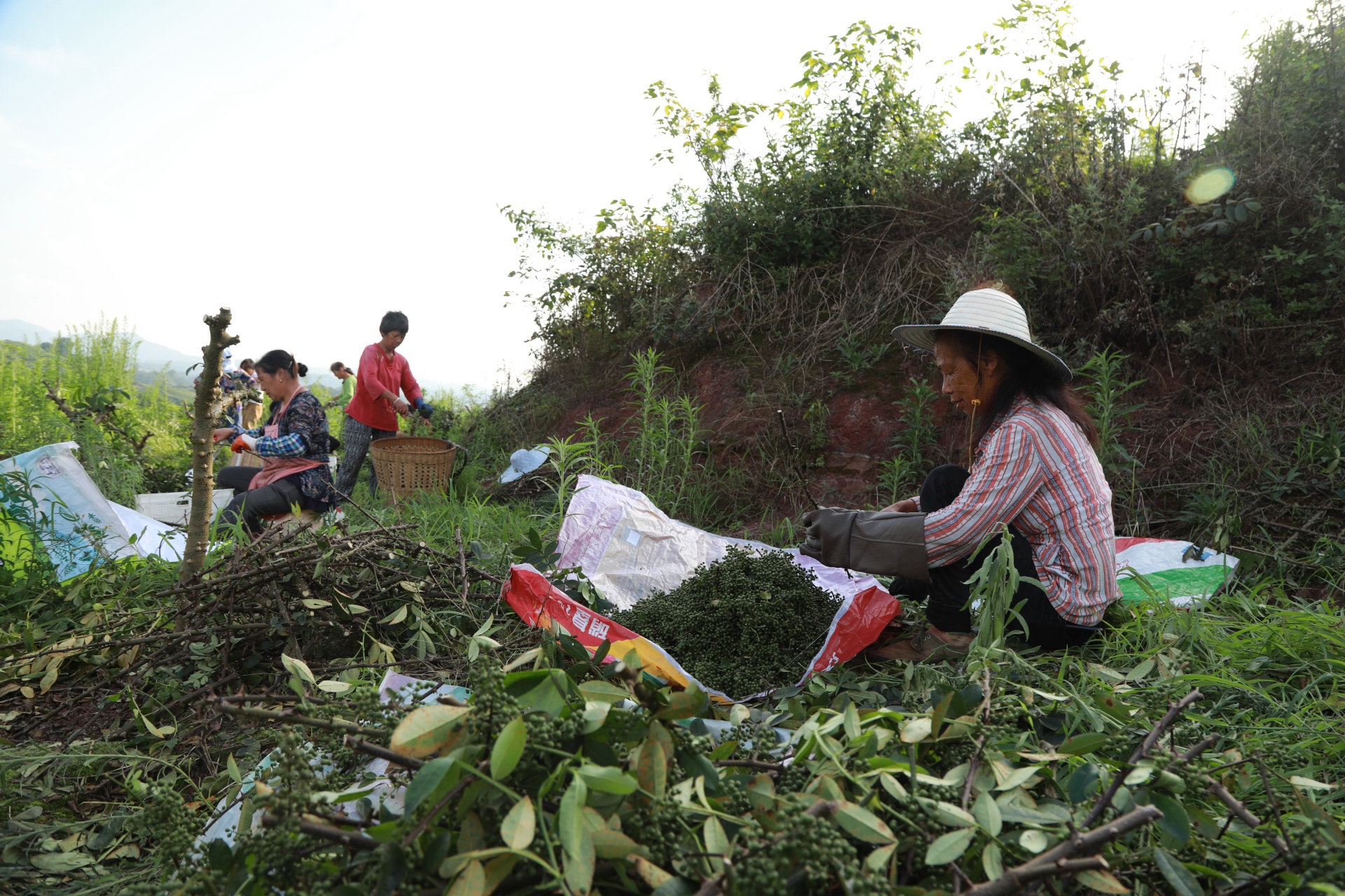 合江縣：又到一年花椒季,，農(nóng)民致富笑開顏 第 5 張