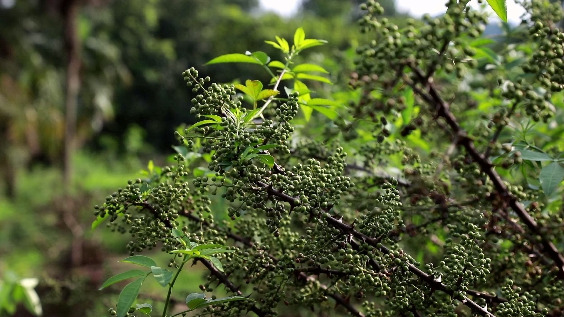 合江縣：又到一年花椒季，農(nóng)民致富笑開顏 第 8 張