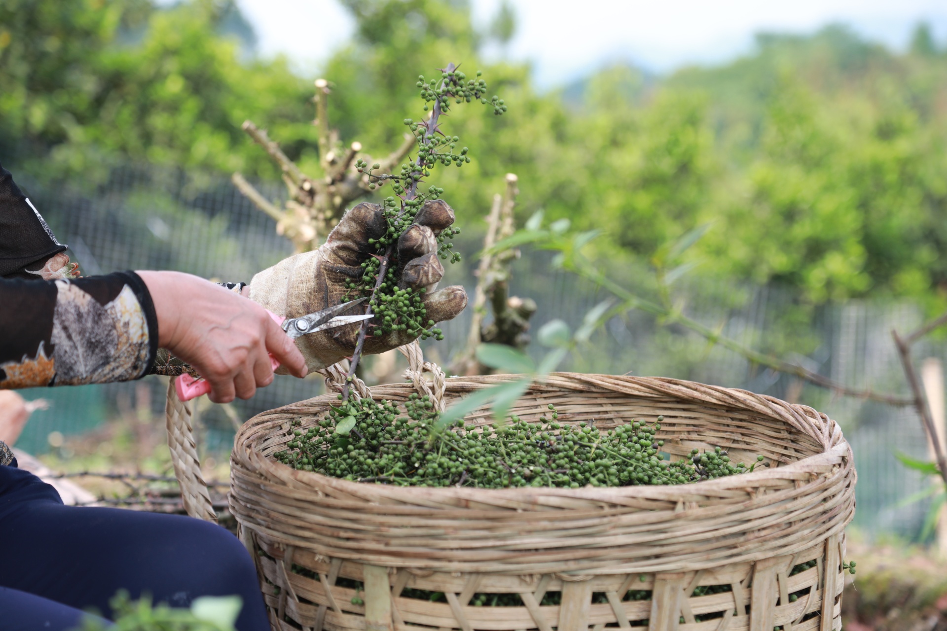 合江縣：又到一年花椒季，農(nóng)民致富笑開顏 第 9 張