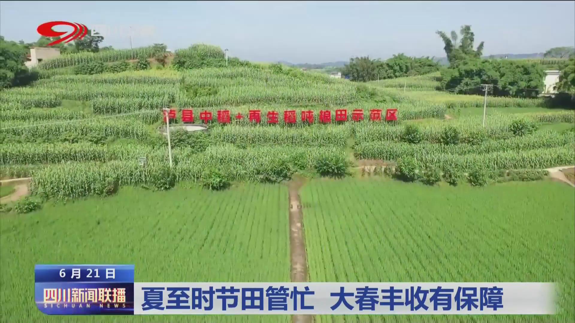 夏至?xí)r節(jié)田管忙 大春豐收有保障 第 9 張