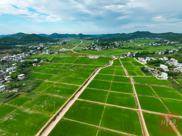 一線蹲點(diǎn)采訪③丨夏至之后，全省產(chǎn)糧第一大縣仍未停下春耕的腳步 第 2 張