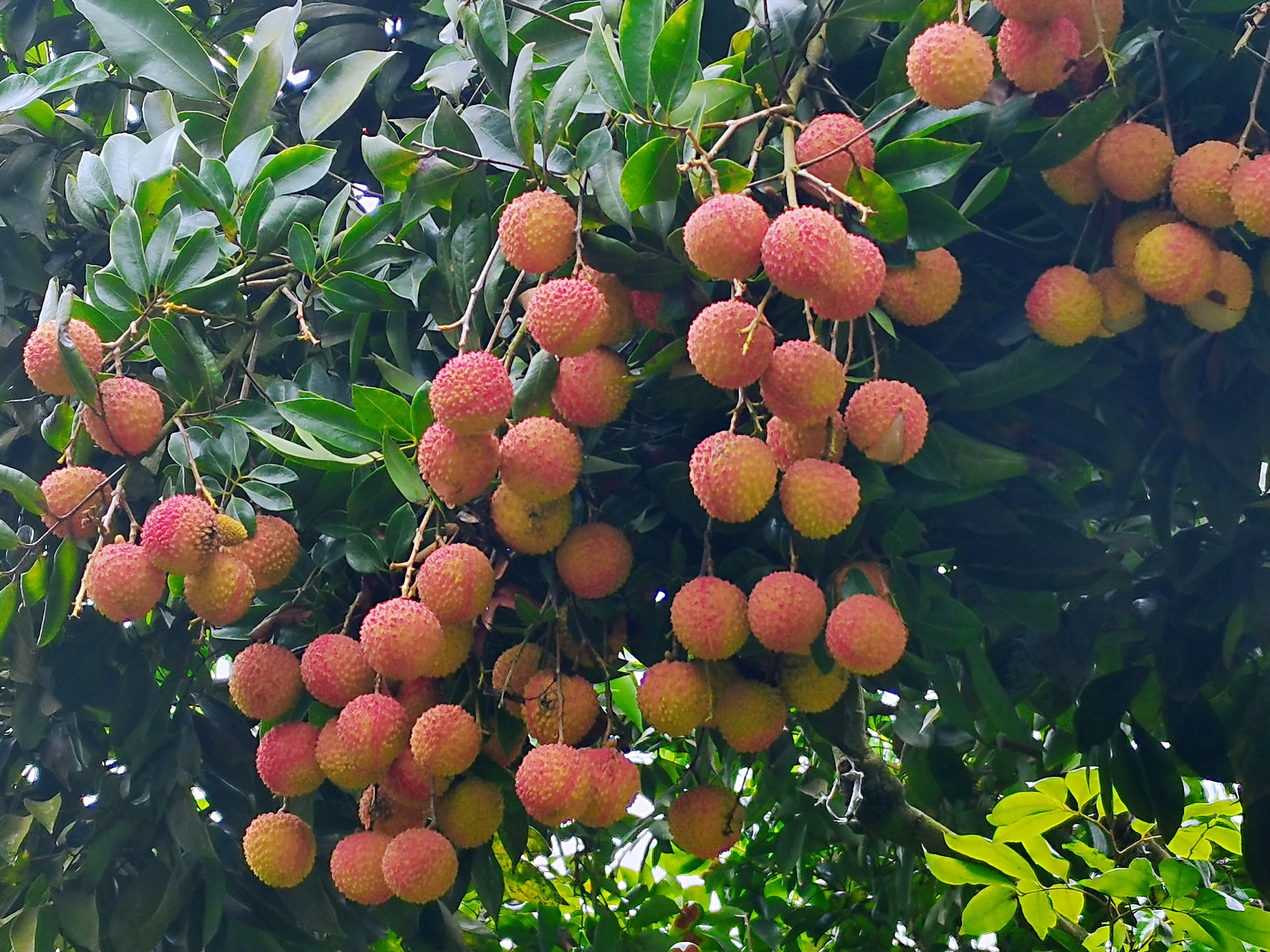 技術(shù)加持提升品質(zhì),，合江荔枝送檢硒含量達(dá)到0.055㎎/kg 第 3 張