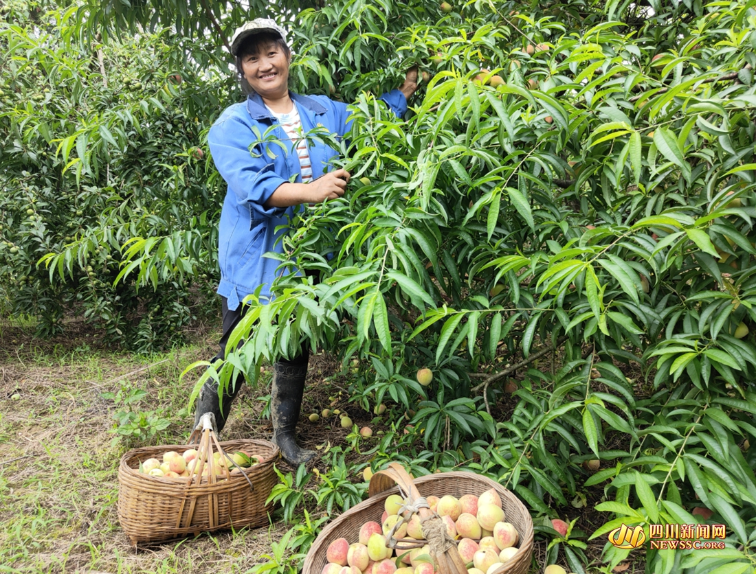 村民正在幫許評(píng)采摘桃子_副本_副本.jpg