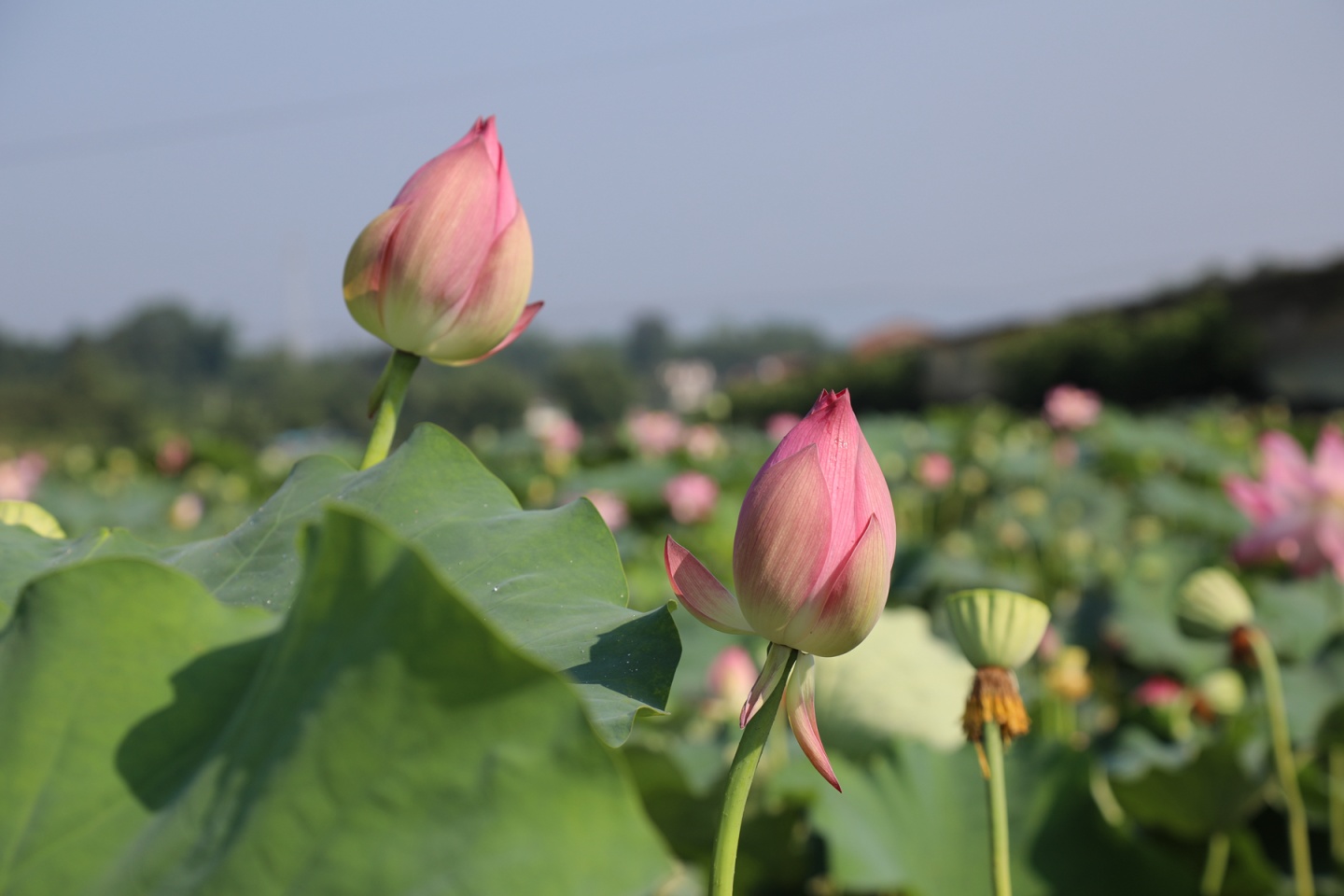 合江縣鳳鳴鎮(zhèn)：荷花開正艷，游客打卡忙 第 11 張