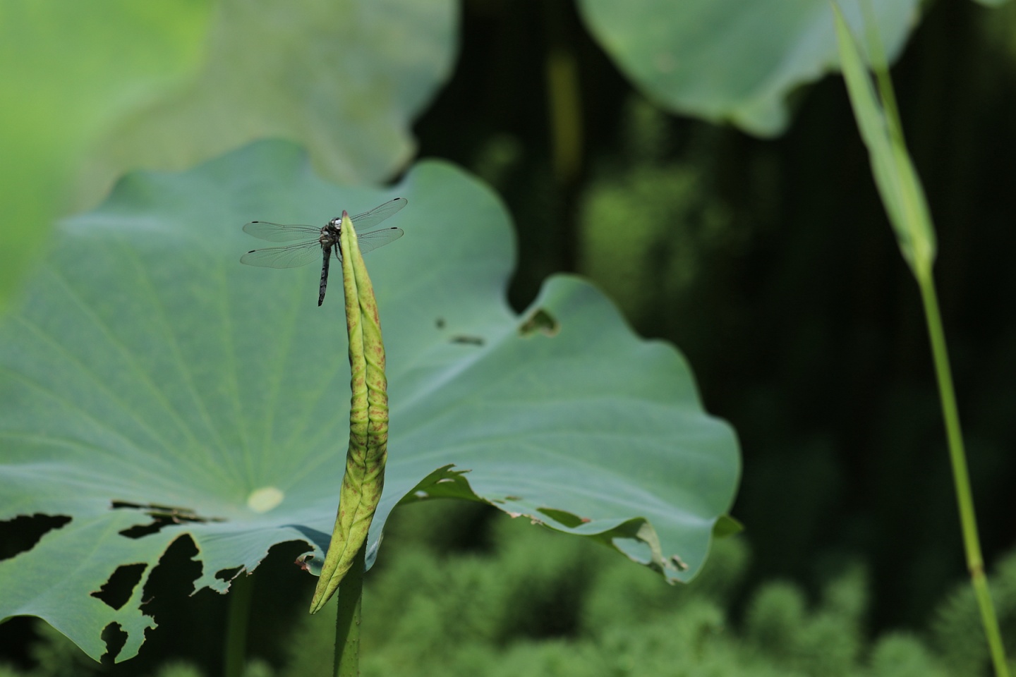 合江縣鳳鳴鎮(zhèn)：荷花開正艷,，游客打卡忙 第 15 張