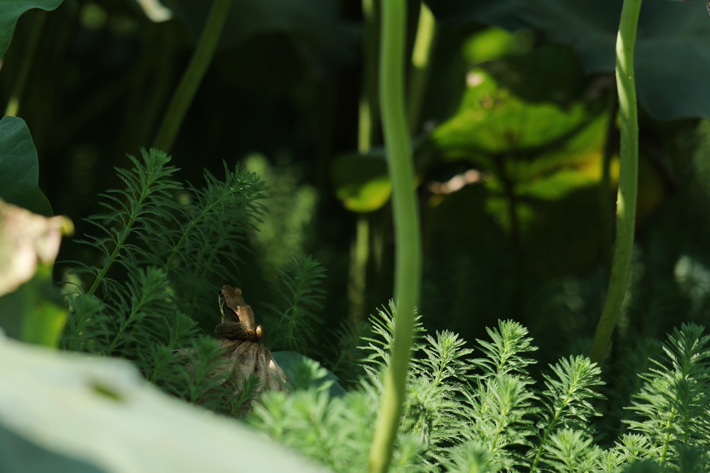 合江縣鳳鳴鎮(zhèn)：荷花開正艷，游客打卡忙 第 17 張