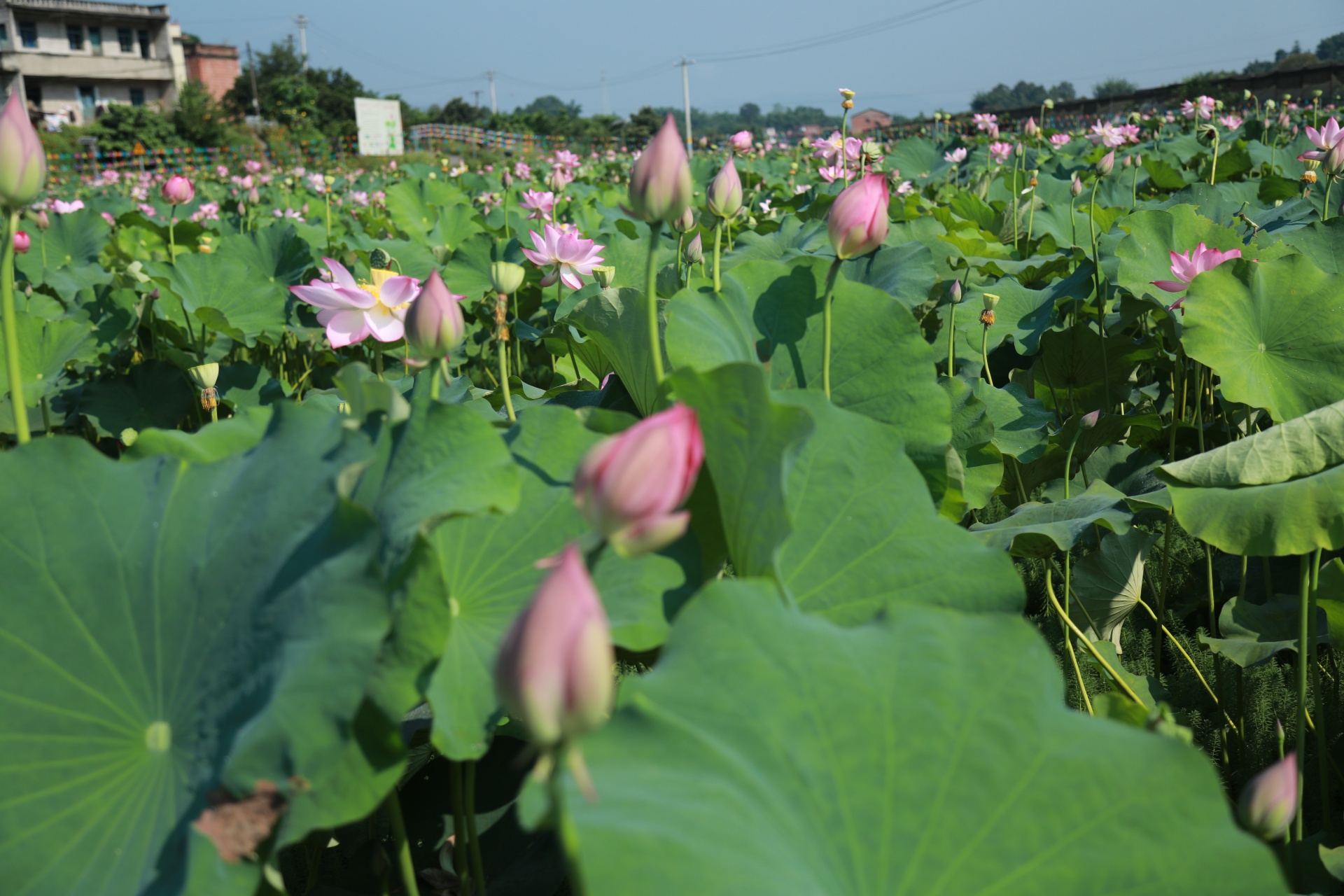 合江縣鳳鳴鎮(zhèn)：荷花開正艷，游客打卡忙 第 2 張