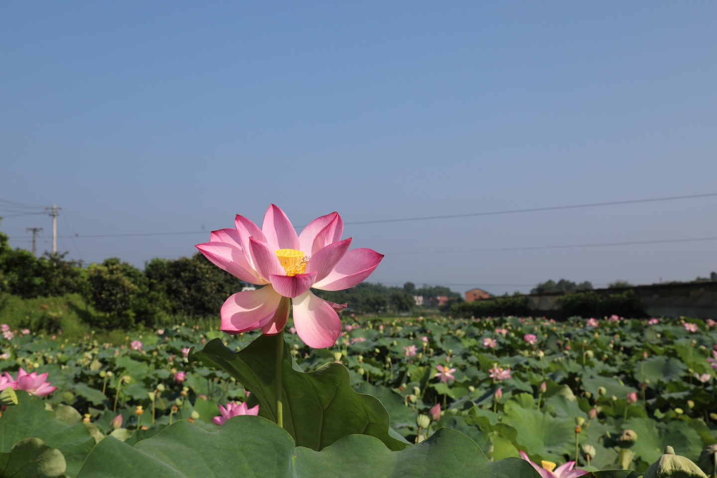 合江縣鳳鳴鎮(zhèn)：荷花開正艷，游客打卡忙 第 4 張