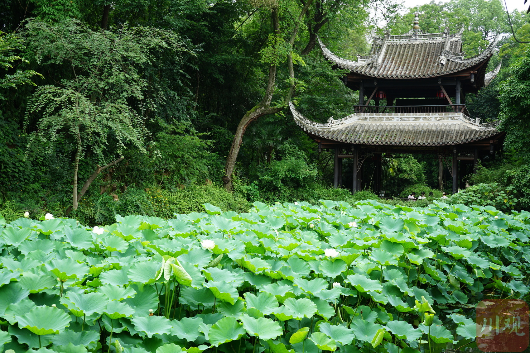 一滴水可以見太陽——中華文化博大精深、源遠(yuǎn)流長的四川例證 第 2 張