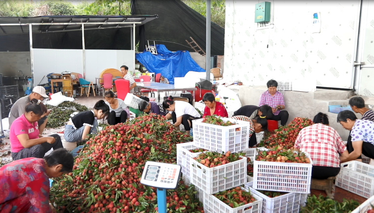 合江荔枝晚來(lái)熟  味道鮮美銷路好 第 3 張