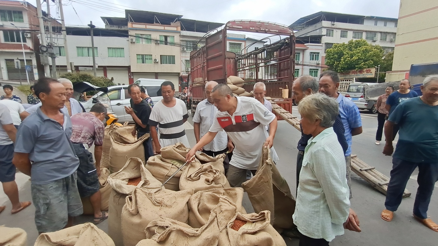 合江縣白沙鎮(zhèn)：有機高粱正收購,，農(nóng)民增收有保障 第 4 張