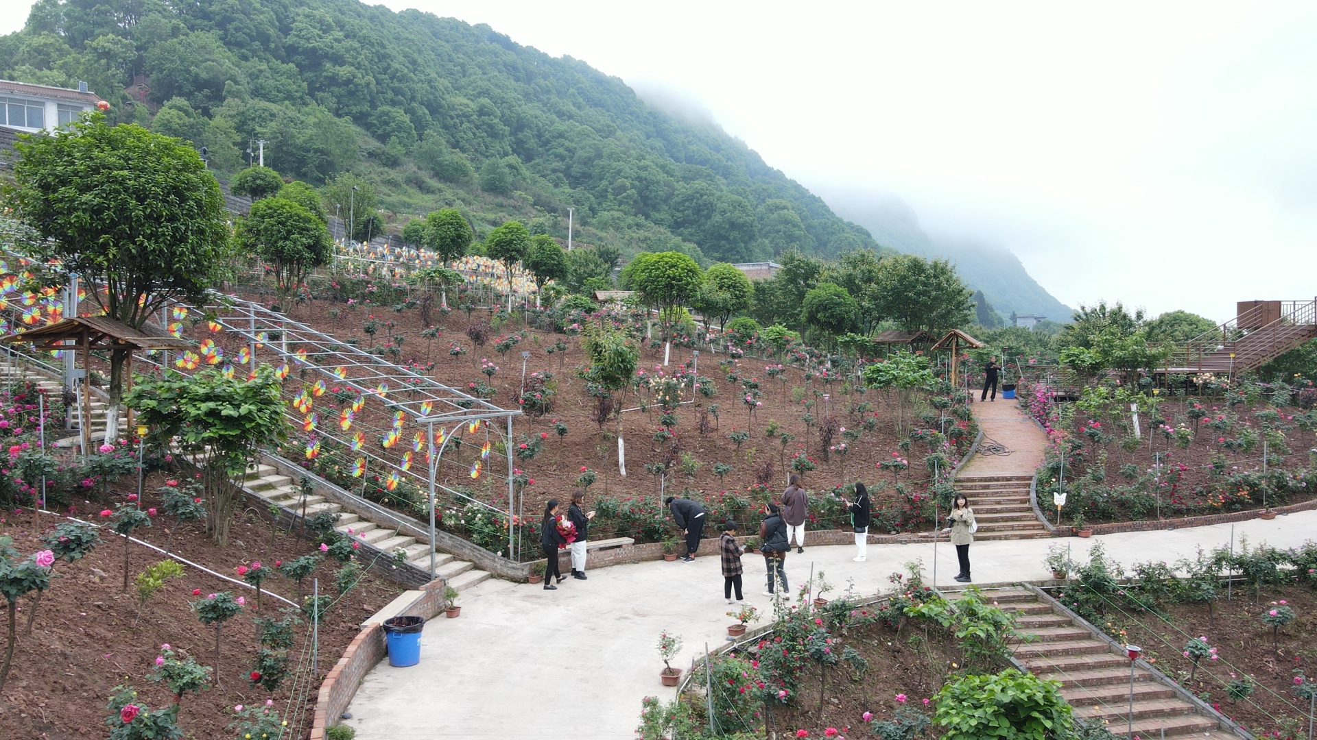 合江筆架山：城市后花園，玫瑰花盛開(kāi) 第 11 張