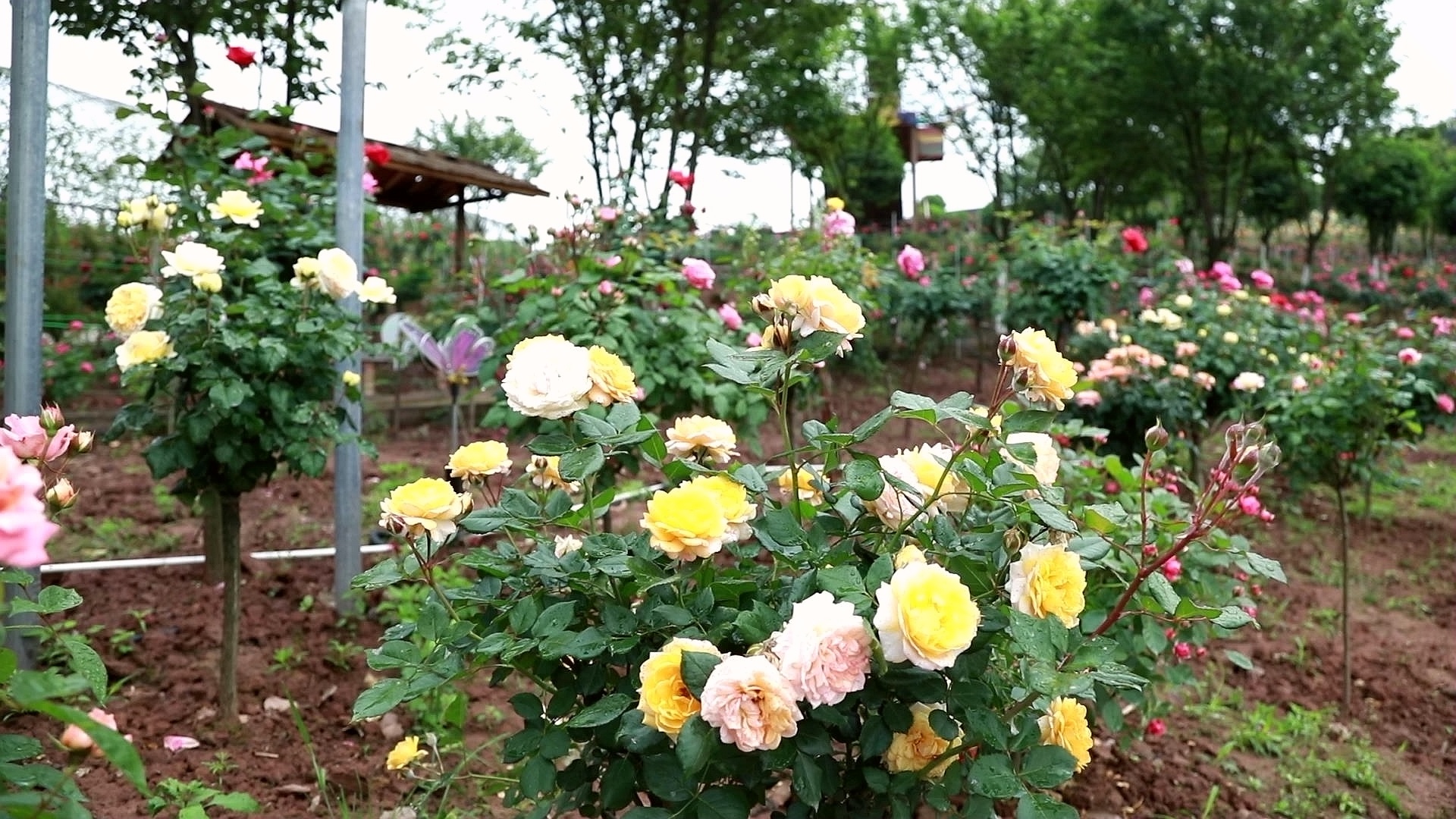 合江筆架山：城市后花園，玫瑰花盛開(kāi) 第 1 張