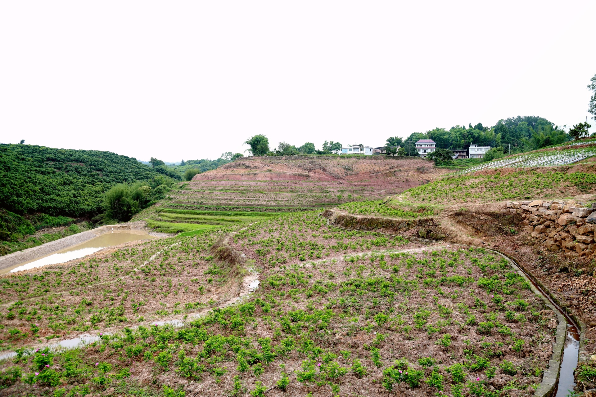 合江縣荔江鎮(zhèn)河壩村：玫瑰變美食,，鄉(xiāng)村振興又添新產(chǎn)品 第 1 張