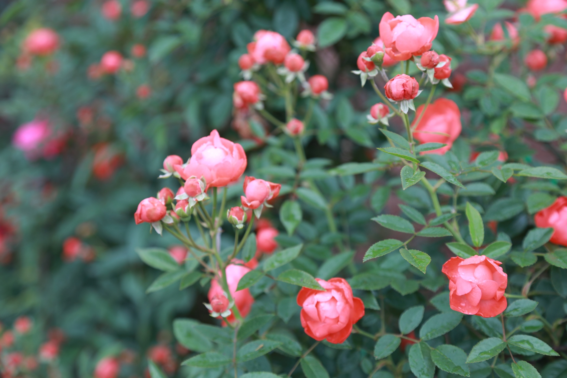 合江筆架山：城市后花園,，玫瑰花盛開(kāi) 第 3 張