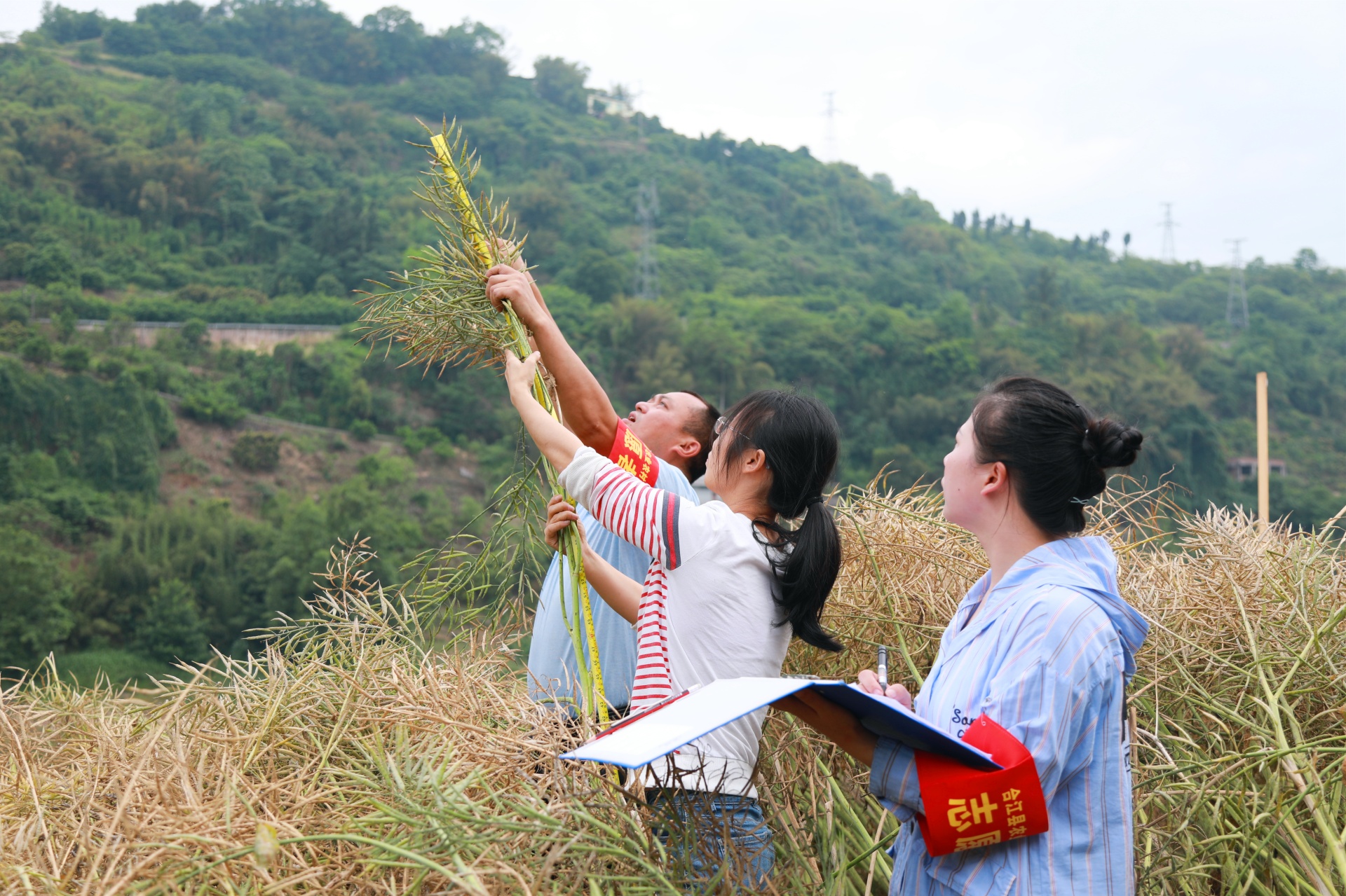 合江縣八萬畝油菜陸續(xù)迎來收割 第 3 張