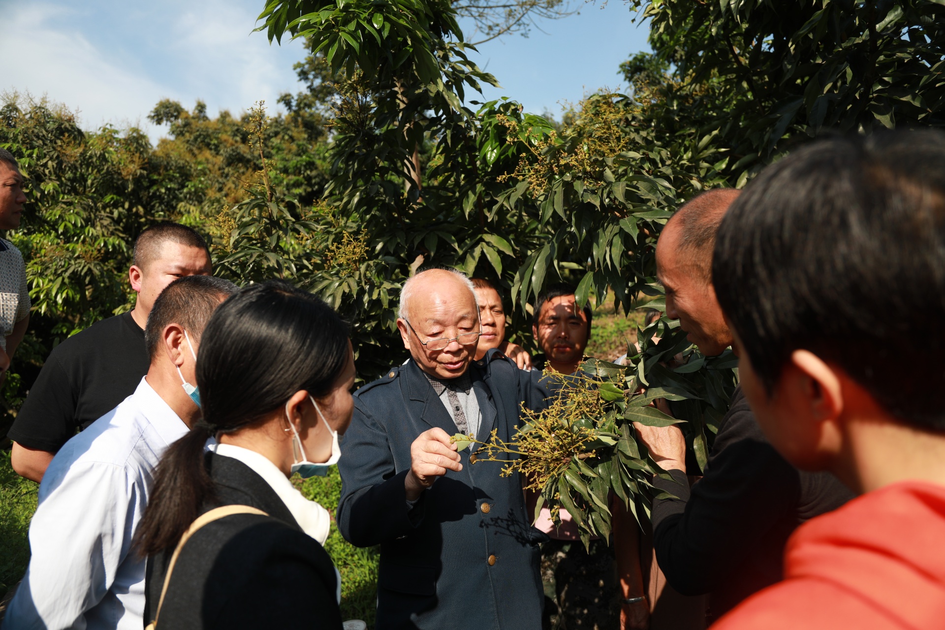 合江縣符陽街道：提升荔枝管護(hù)水平，助農(nóng)增產(chǎn)增收 第 3 張