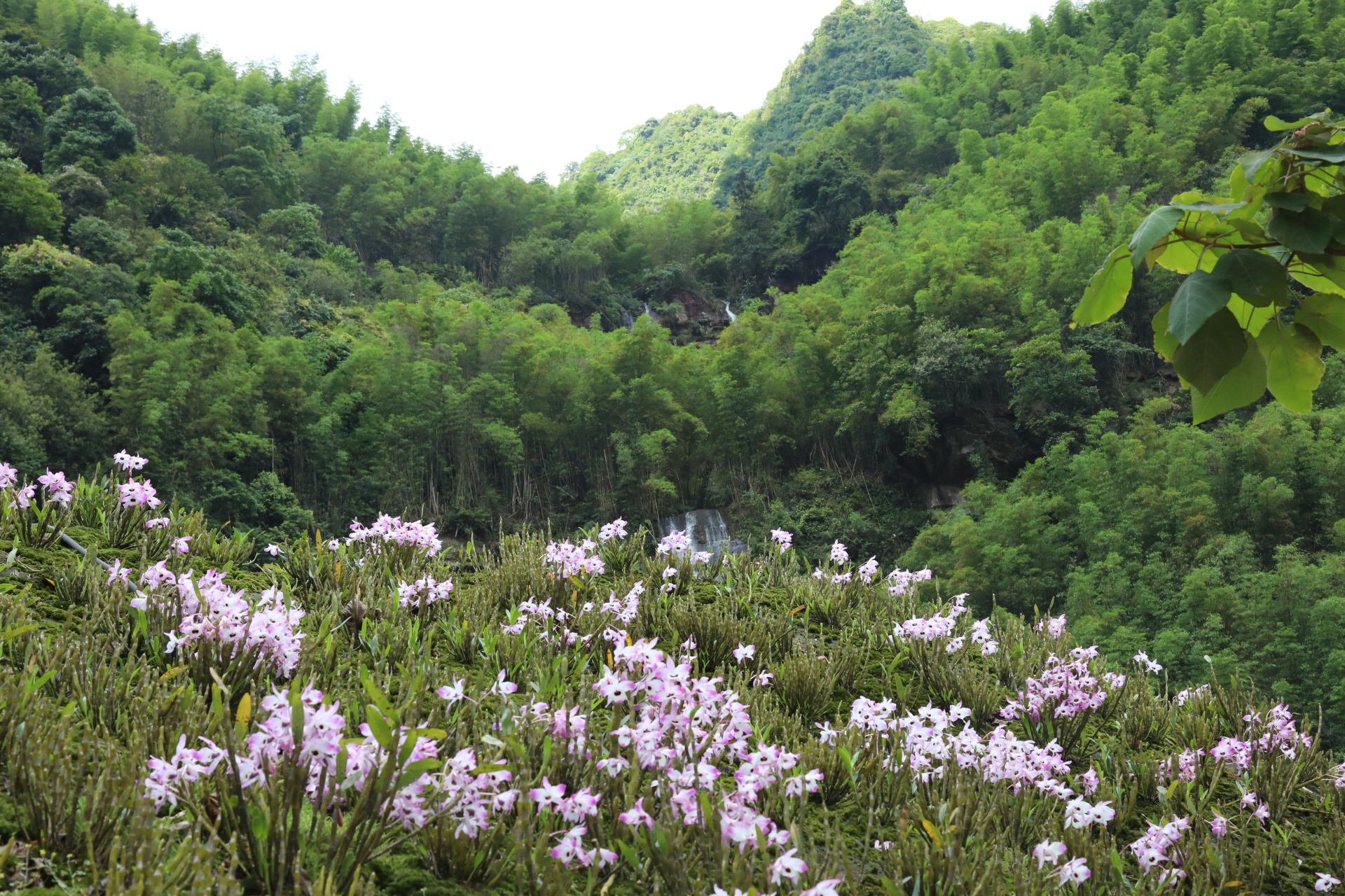 合江縣鳳鳴鎮(zhèn)：山間“石斛花”開出鄉(xiāng)村“致富經(jīng)” 第 4 張