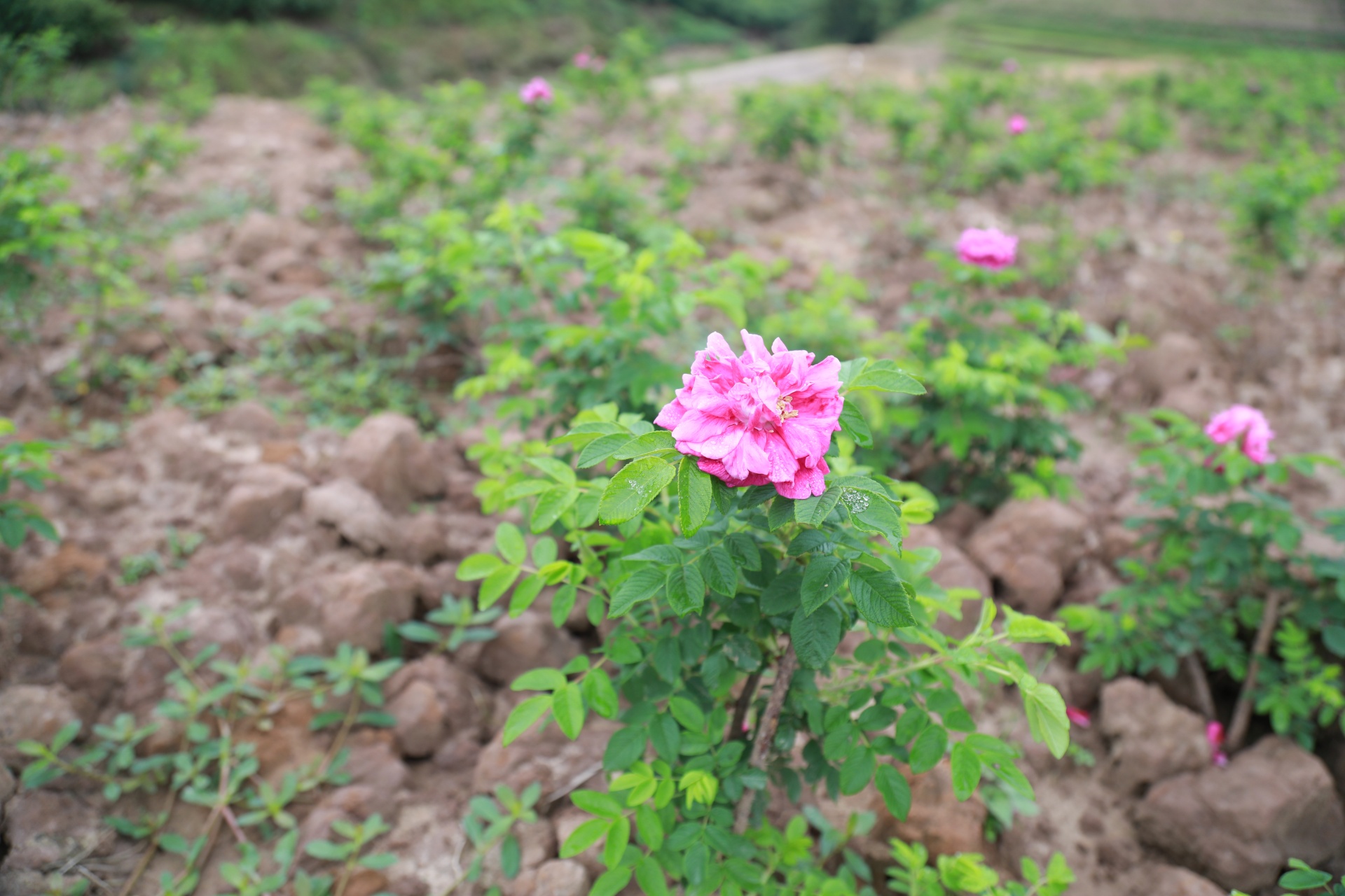 合江縣荔江鎮(zhèn)河壩村：玫瑰變美食，鄉(xiāng)村振興又添新產(chǎn)品 第 5 張