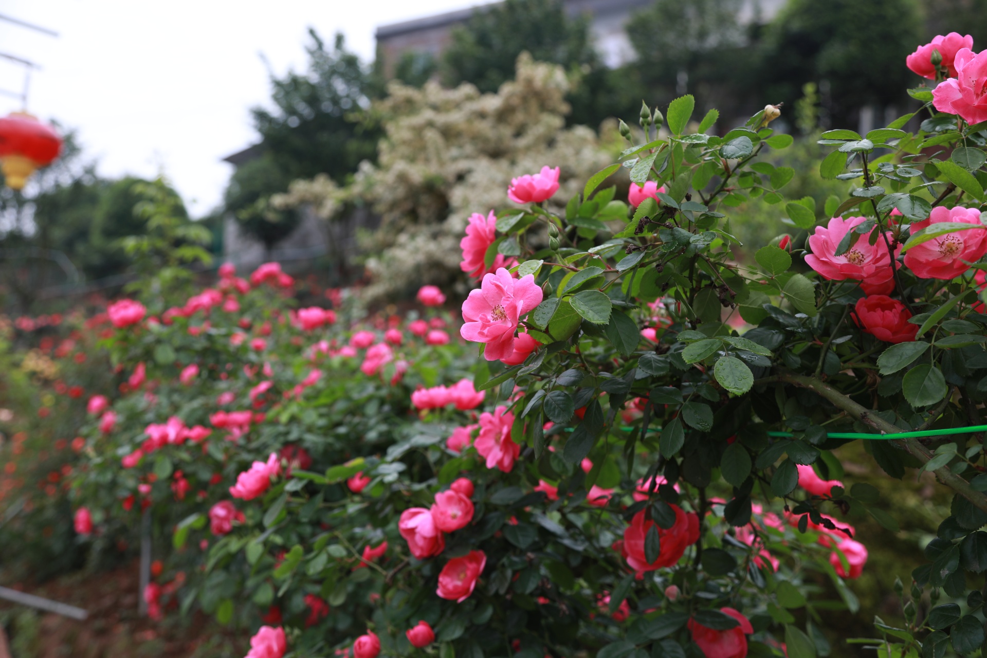 合江筆架山：城市后花園,，玫瑰花盛開(kāi) 第 6 張