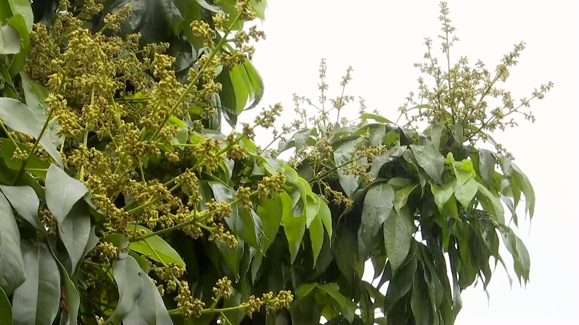 合江縣荔江鎮(zhèn)花桂村：探索荔枝管護(hù)新模式 第 7 張