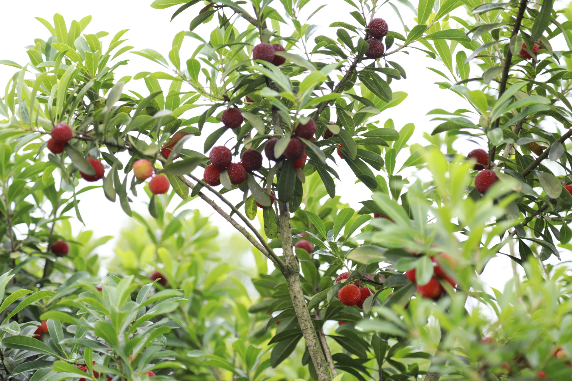 合江縣荔江鎮(zhèn)河壩村：玫瑰變美食，鄉(xiāng)村振興又添新產(chǎn)品 第 9 張