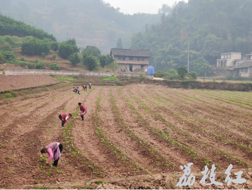 合江縣鳳鳴鎮(zhèn)搶抓農(nóng)時，抓早抓好蓄水備耕 