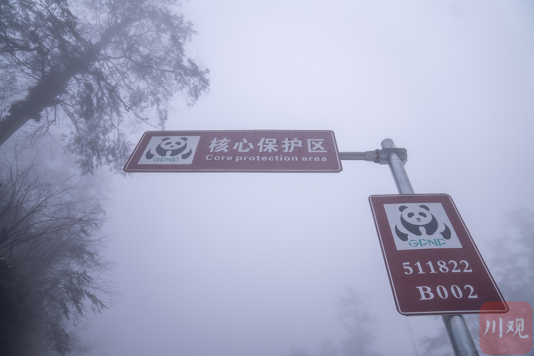 國家公園蹲點記①丨在這里，大熊貓和它的朋友越來越多了 第 2 張