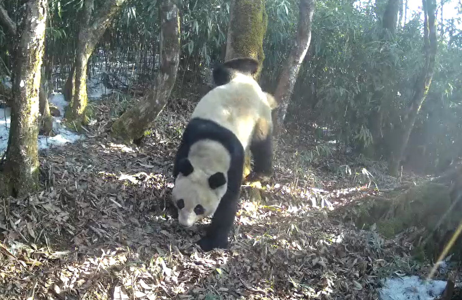 國家公園蹲點記①丨在這里,，大熊貓和它的朋友越來越多了 第 4 張