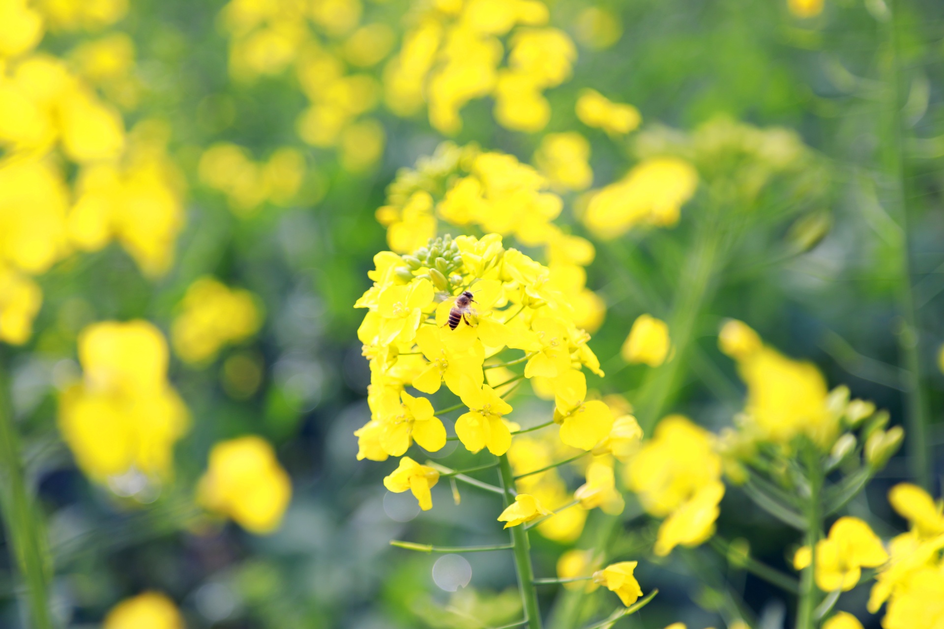  信息速遞 合江：油菜花開春意濃,，鄉(xiāng)村振興入畫來 第 5 張