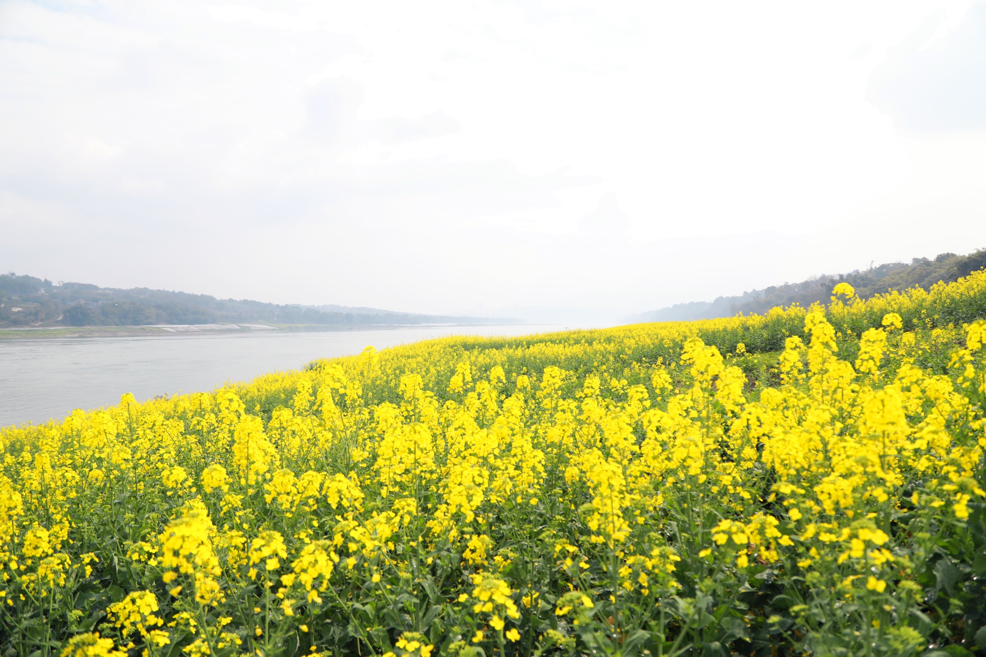  信息速遞 合江：油菜花開春意濃，鄉(xiāng)村振興入畫來 第 6 張