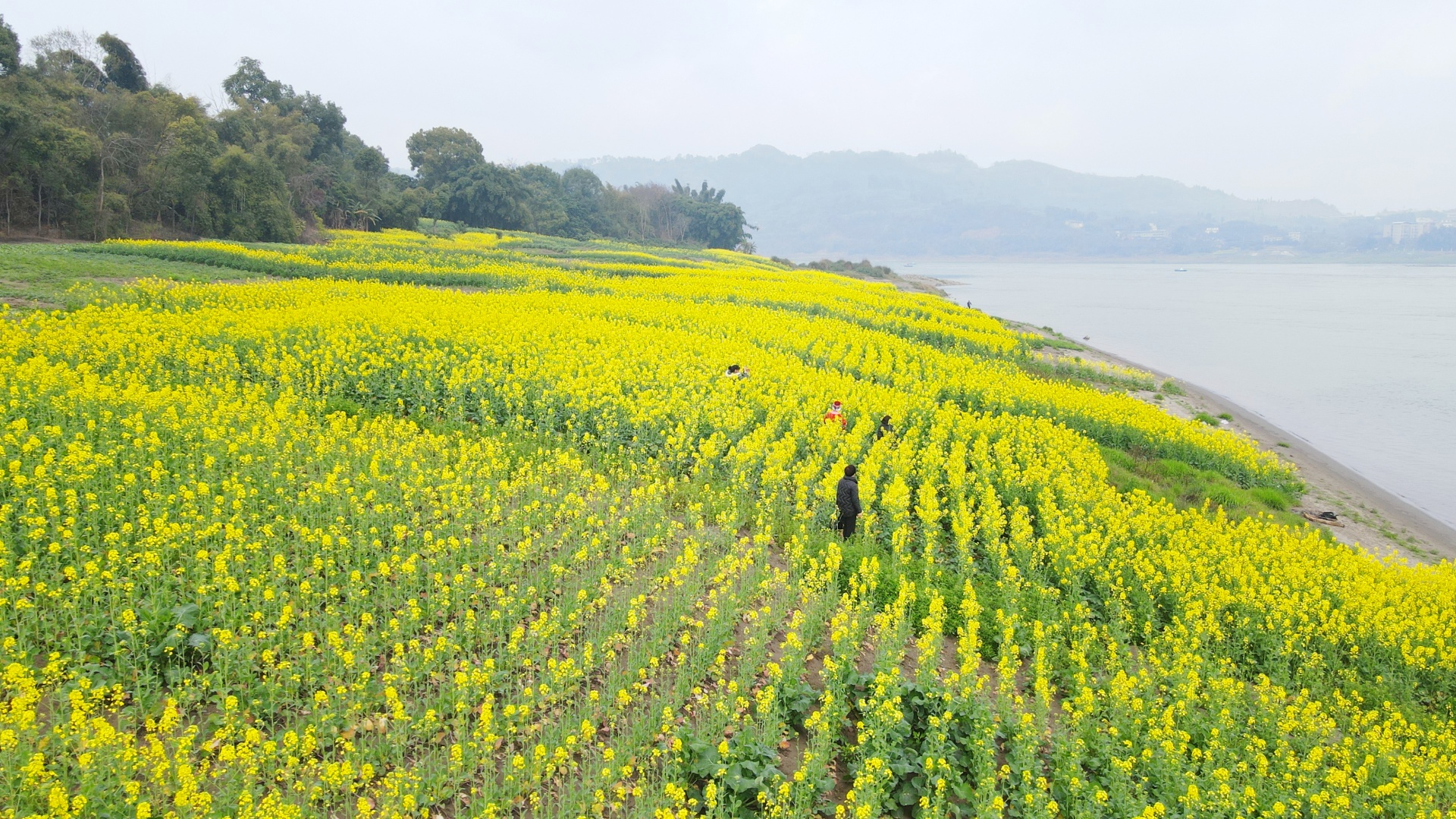  信息速遞 合江：油菜花開春意濃,，鄉(xiāng)村振興入畫來 第 7 張