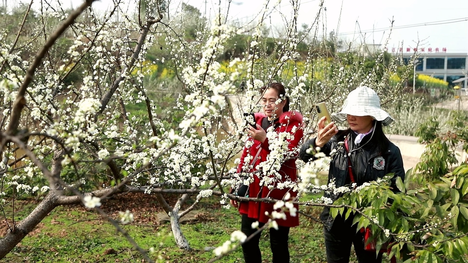 合江：李花迎春綻枝頭 第 2 張