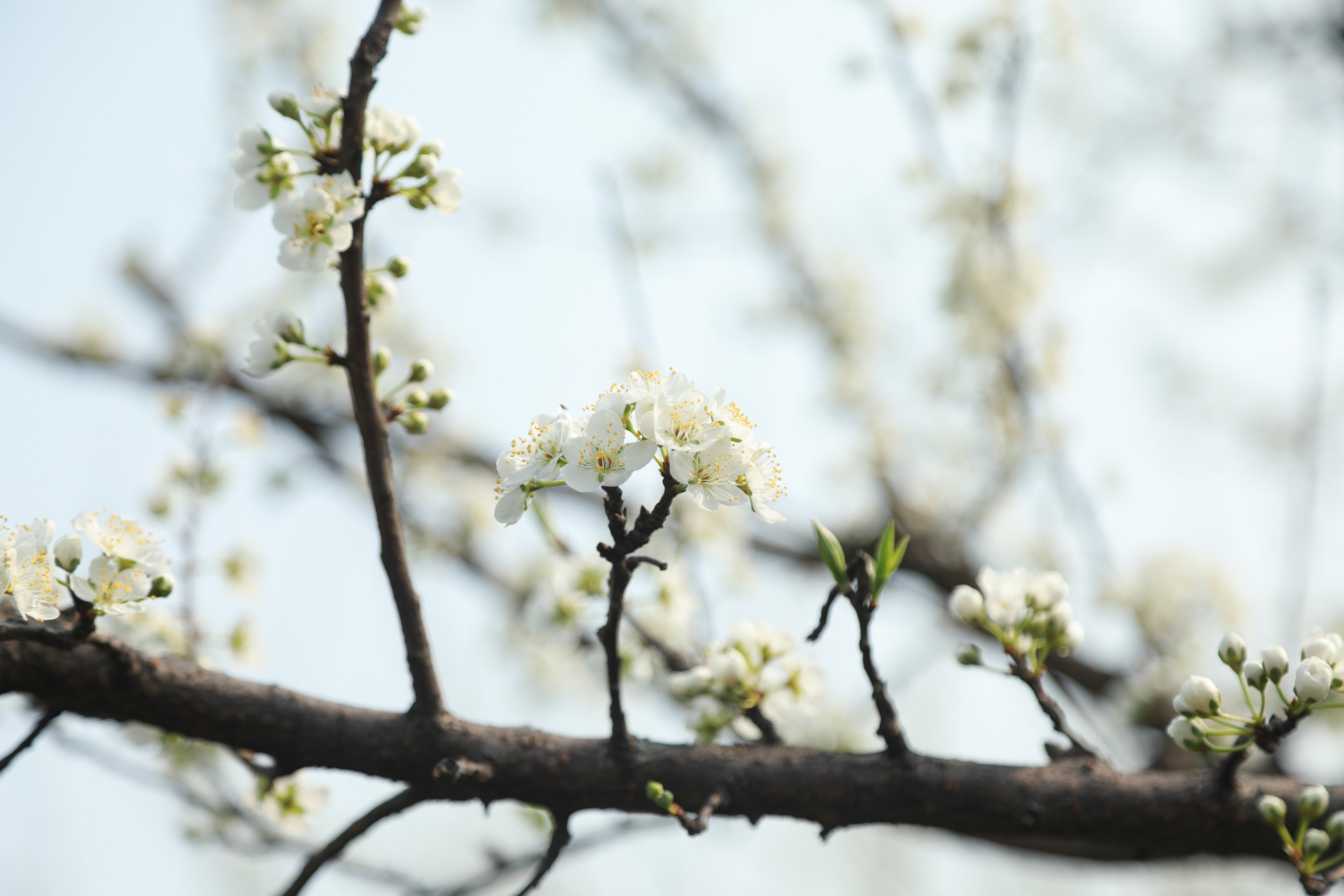 合江：李花迎春綻枝頭 第 6 張