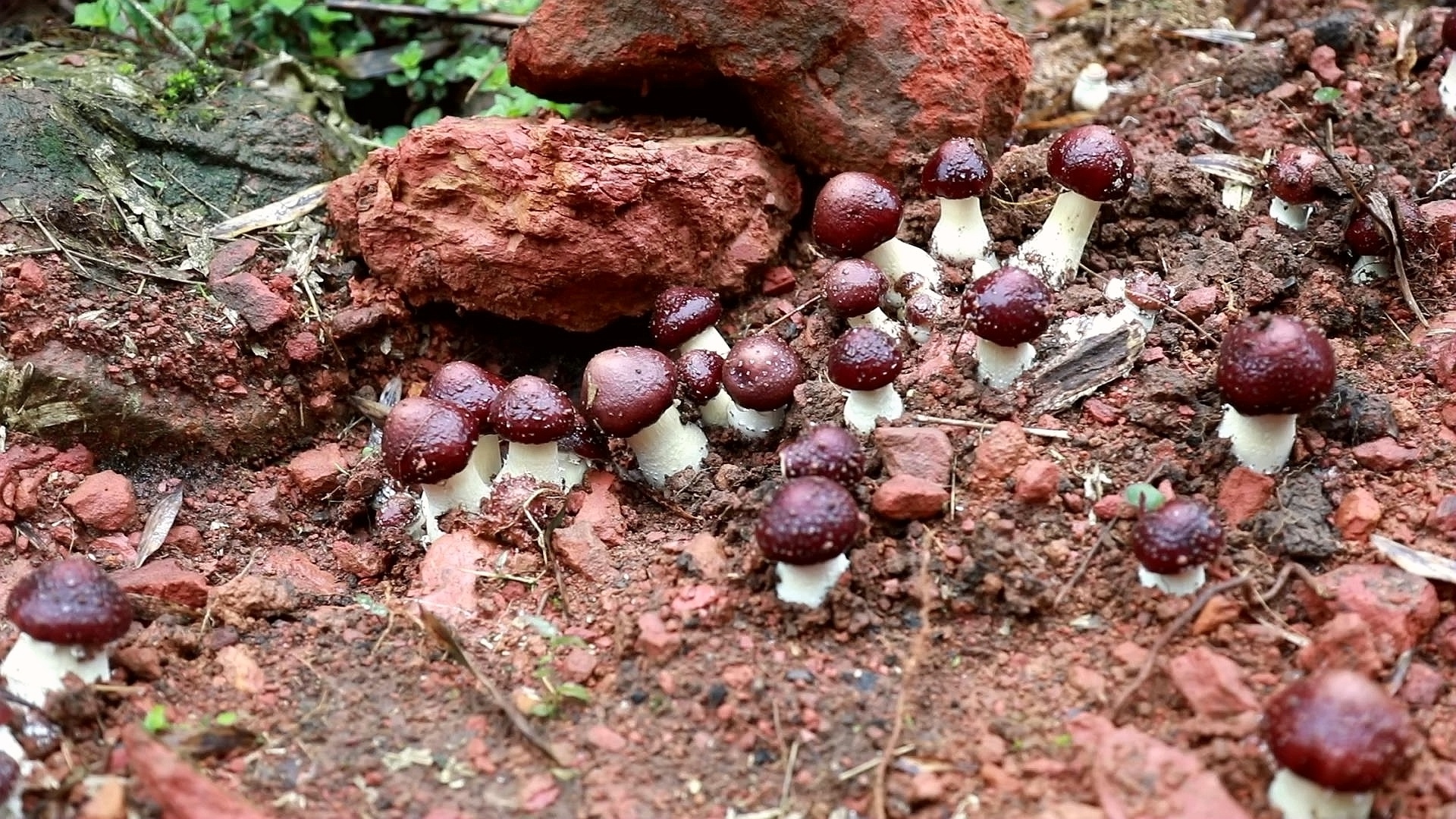 合江：赤松茸肉片湯,，鮮美春滋味 第 2 張