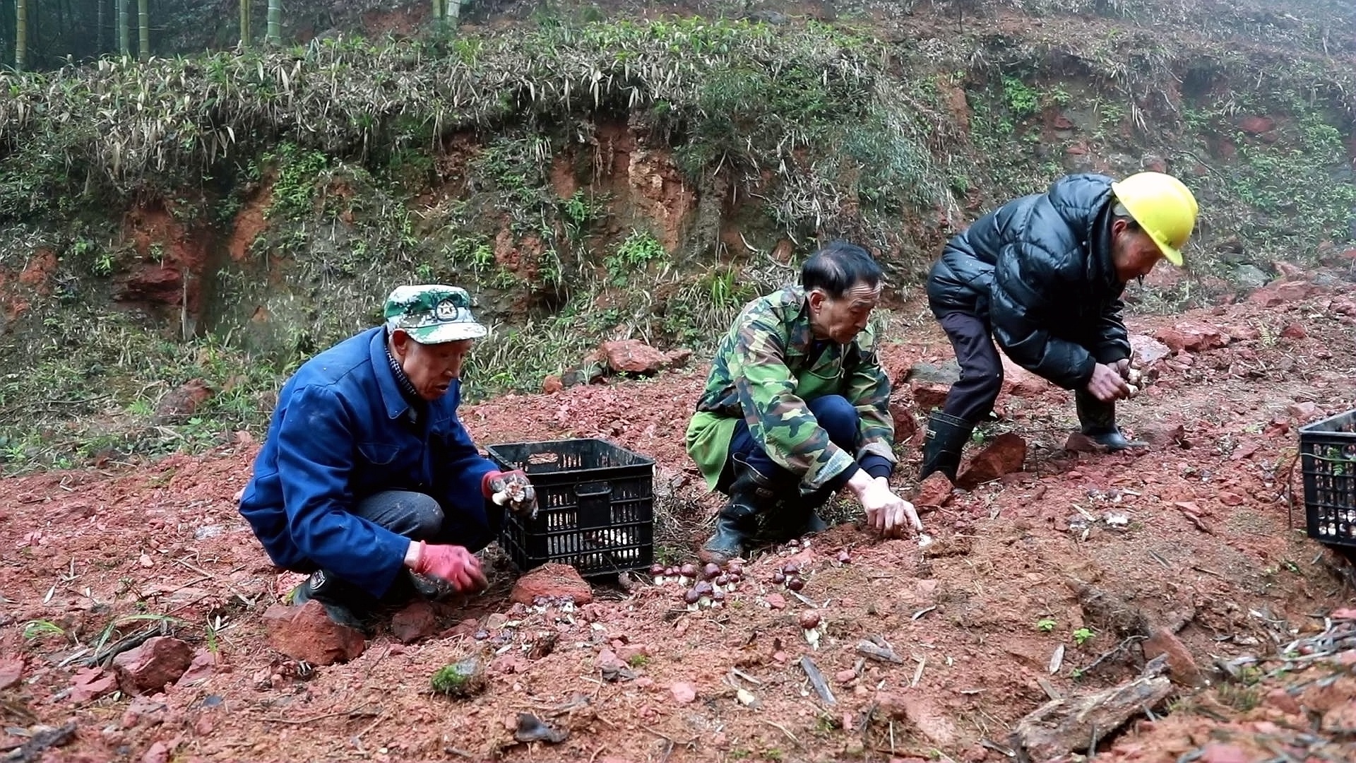 合江：赤松茸肉片湯,，鮮美春滋味 第 3 張